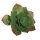 Sukkulente Echeveria grün, 8,5x3,5cm