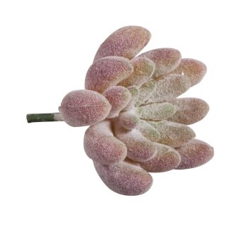 Mini-Sukkulente Echeveria, 4x2,5cm