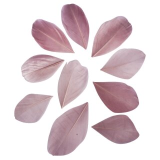 Federn geschnitten, 5-6cm,  36Stück, altrosa