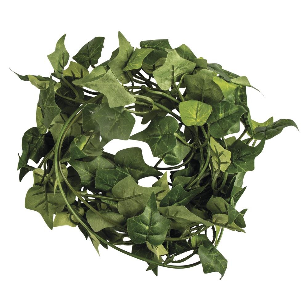 ficus pflege bonsai Ficus Retusa Mini · Bonsai kaufen · Omotesandō Plants