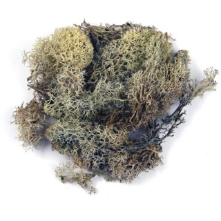 Islandmoos, Beutel 1 kg, natur