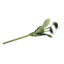 Maßliebchen Pick, 23cm, 2 Blüten, weiß
