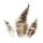 Chinchillafeder, 7,5-9 cm, . 3 g