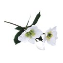 Christrose m. 2 Blüten&1 Knospe, 34cm, weiß