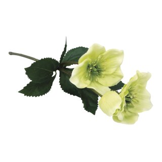 Christrose m. 2 Blüten&1 Knospe, 34cm, lindgrün