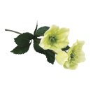 Christrose m. 2 Blüten&1 Knospe, 34cm,...