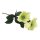 Christrose m. 2 Blüten&1 Knospe, 34cm, lindgrün