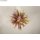 Trockenblumen Mix, Box, zartrosa